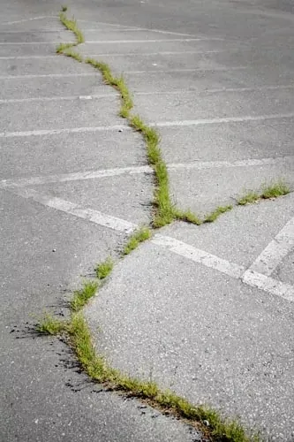 Grass